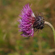 Lade das Bild in den Galerie-Viewer, Berg-Distel (Carduus defloratus)