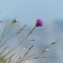 Lade das Bild in den Galerie-Viewer, Berg-Distel (Carduus defloratus)
