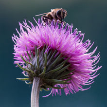 Lade das Bild in den Galerie-Viewer, Berg-Distel (Carduus defloratus)