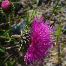 Lade das Bild in den Galerie-Viewer, Berg-Distel (Carduus defloratus)