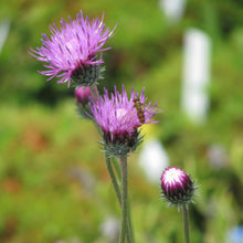 Lade das Bild in den Galerie-Viewer, Berg-Distel (Carduus defloratus)