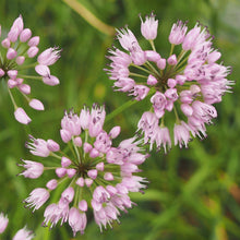 Lade das Bild in den Galerie-Viewer, Berg-Lauch (Allium lusitanicum)
