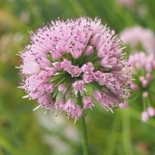 Lade das Bild in den Galerie-Viewer, Berg-Lauch (Allium lusitanicum)