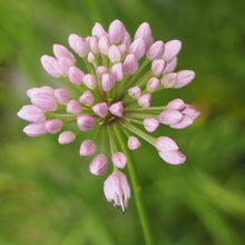 Lade das Bild in den Galerie-Viewer, Berg-Lauch (Allium lusitanicum)