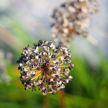 Lade das Bild in den Galerie-Viewer, Berg-Lauch (Allium lusitanicum)
