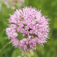 Lade das Bild in den Galerie-Viewer, Berg-Lauch (Allium lusitanicum)