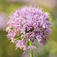 Lade das Bild in den Galerie-Viewer, Berg-Lauch (Allium lusitanicum)