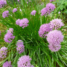Lade das Bild in den Galerie-Viewer, Berg-Lauch (Allium lusitanicum)