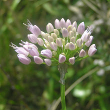 Lade das Bild in den Galerie-Viewer, Berg-Lauch (Allium lusitanicum)