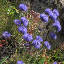 Lade das Bild in den Galerie-Viewer, Berg-Sandglöckchen (Jasione montana)