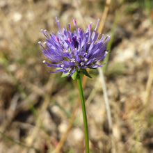 Lade das Bild in den Galerie-Viewer, Berg-Sandglöckchen (Jasione montana)