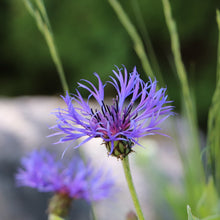 Lade das Bild in den Galerie-Viewer, Berg-Flockenblume (Centaurea montana)