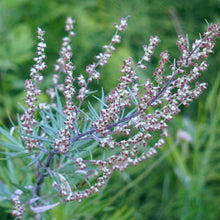 Lade das Bild in den Galerie-Viewer, Beifuss (Artemisia vulgaris)