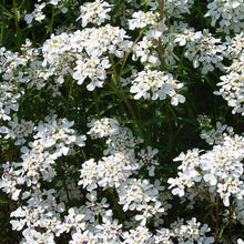 Lade das Bild in den Galerie-Viewer, Bittere Schleifenblume (Iberis amara)