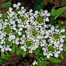 Lade das Bild in den Galerie-Viewer, Bittere Schleifenblume (Iberis amara)