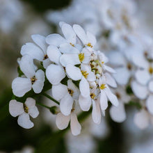 Lade das Bild in den Galerie-Viewer, Bittere Schleifenblume (Iberis amara)