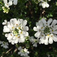 Lade das Bild in den Galerie-Viewer, Bittere Schleifenblume (Iberis amara)