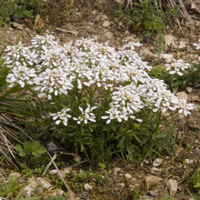 Lade das Bild in den Galerie-Viewer, Bittere Schleifenblume (Iberis amara)