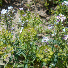 Lade das Bild in den Galerie-Viewer, Bittere Schleifenblume (Iberis amara)