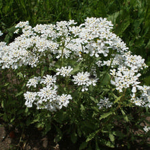Lade das Bild in den Galerie-Viewer, Bittere Schleifenblume (Iberis amara)