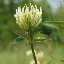 Lade das Bild in den Galerie-Viewer, Gelblicher Klee (Trifolium ochroleucon)