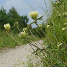 Lade das Bild in den Galerie-Viewer, Gelblicher Klee (Trifolium ochroleucon)