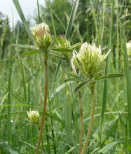Lade das Bild in den Galerie-Viewer, Gelblicher Klee (Trifolium ochroleucon)