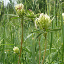 Lade das Bild in den Galerie-Viewer, Gelblicher Klee (Trifolium ochroleucon)