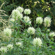 Lade das Bild in den Galerie-Viewer, Gelblicher Klee (Trifolium ochroleucon)