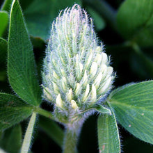 Lade das Bild in den Galerie-Viewer, Gelblicher Klee (Trifolium ochroleucon)
