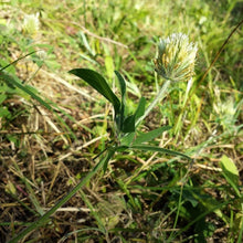 Lade das Bild in den Galerie-Viewer, Gelblicher Klee (Trifolium ochroleucon)
