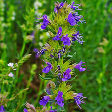 Lade das Bild in den Galerie-Viewer, Blauer Ysop (Hyssopus officinalis)