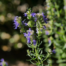 Lade das Bild in den Galerie-Viewer, Blauer Ysop (Hyssopus officinalis)
