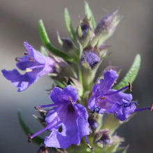 Lade das Bild in den Galerie-Viewer, Blauer Ysop (Hyssopus officinalis)