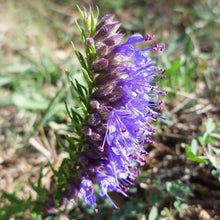 Lade das Bild in den Galerie-Viewer, Blauer Ysop (Hyssopus officinalis)