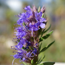 Lade das Bild in den Galerie-Viewer, Blauer Ysop (Hyssopus officinalis)