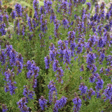 Lade das Bild in den Galerie-Viewer, Blauer Ysop (Hyssopus officinalis)
