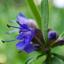 Lade das Bild in den Galerie-Viewer, Blauer Ysop (Hyssopus officinalis)