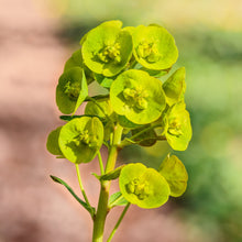 Lade das Bild in den Galerie-Viewer, Mandelblättrige Wolfsmilch (Euphorbia amygdaloides)