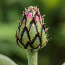 Lade das Bild in den Galerie-Viewer, Berg-Flockenblume (Centaurea montana)
