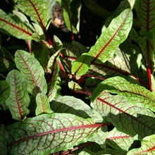 Lade das Bild in den Galerie-Viewer, Blut-Ampfer (Rumex sanguineus)