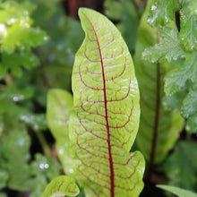 Lade das Bild in den Galerie-Viewer, Blut-Ampfer (Rumex sanguineus)
