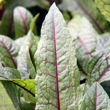 Lade das Bild in den Galerie-Viewer, Blut-Ampfer (Rumex sanguineus)