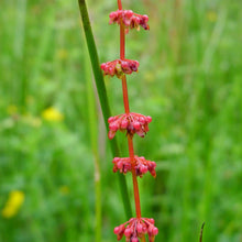 Lade das Bild in den Galerie-Viewer, Blut-Ampfer (Rumex sanguineus)