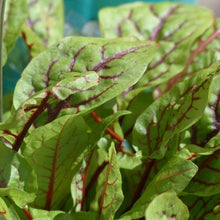 Lade das Bild in den Galerie-Viewer, Blut-Ampfer (Rumex sanguineus)