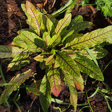 Lade das Bild in den Galerie-Viewer, Blut-Ampfer (Rumex sanguineus)