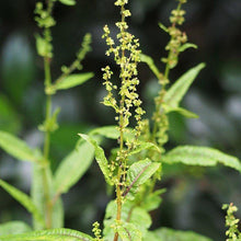 Lade das Bild in den Galerie-Viewer, Blut-Ampfer (Rumex sanguineus)