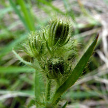 Lade das Bild in den Galerie-Viewer, Borstiger Pippau (Crepis setosa)