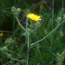 Lade das Bild in den Galerie-Viewer, Borstiger Pippau (Crepis setosa)
