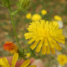 Lade das Bild in den Galerie-Viewer, Borstiger Pippau (Crepis setosa)